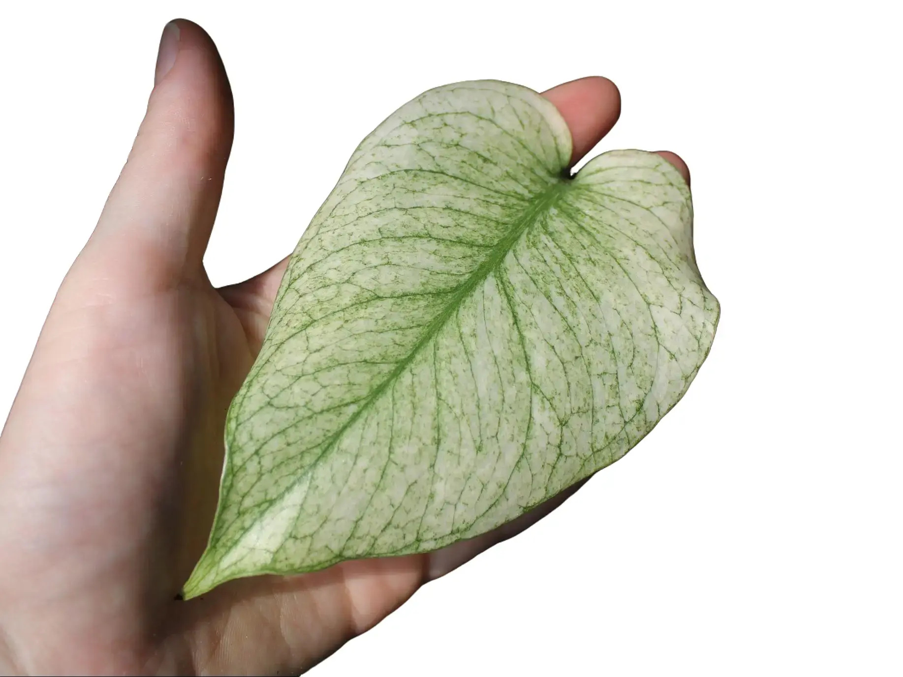 Monstera Deliciosa White Monster Potted Live Plant 4in - Ultra Rare Variegated Monstera - Minty Ghost Foliage - Exotic Tropical Aroid - High-End Collectors Item - Unique Marbled Leaves - Indoor Statement Piece - Designer Plant