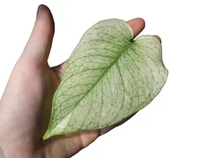 Monstera Deliciosa ‘White Monster’ 4” Potted Live Plant - Ultra Rare Variegated Monstera - Minty Ghost Foliage - Exotic Tropical Aroid - High-End Collector’s Item - Unique Marbled Leaves - Indoor Statement Piece - Designer Plant