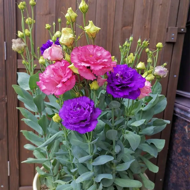 Eustoma Seeds – Easy to Grow, All-Season Blooming, Perfect for Indoor & Outdoor Pots, Beautiful Flowering Plants, High-Quality Flower Seeds