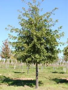 Pin Oak Tree – Live Plant – Quart Pot – 12-18" Tall – Fast-Growing Shade Tree with Stunning Fall Color – No Ship to AK, HI & P.R.