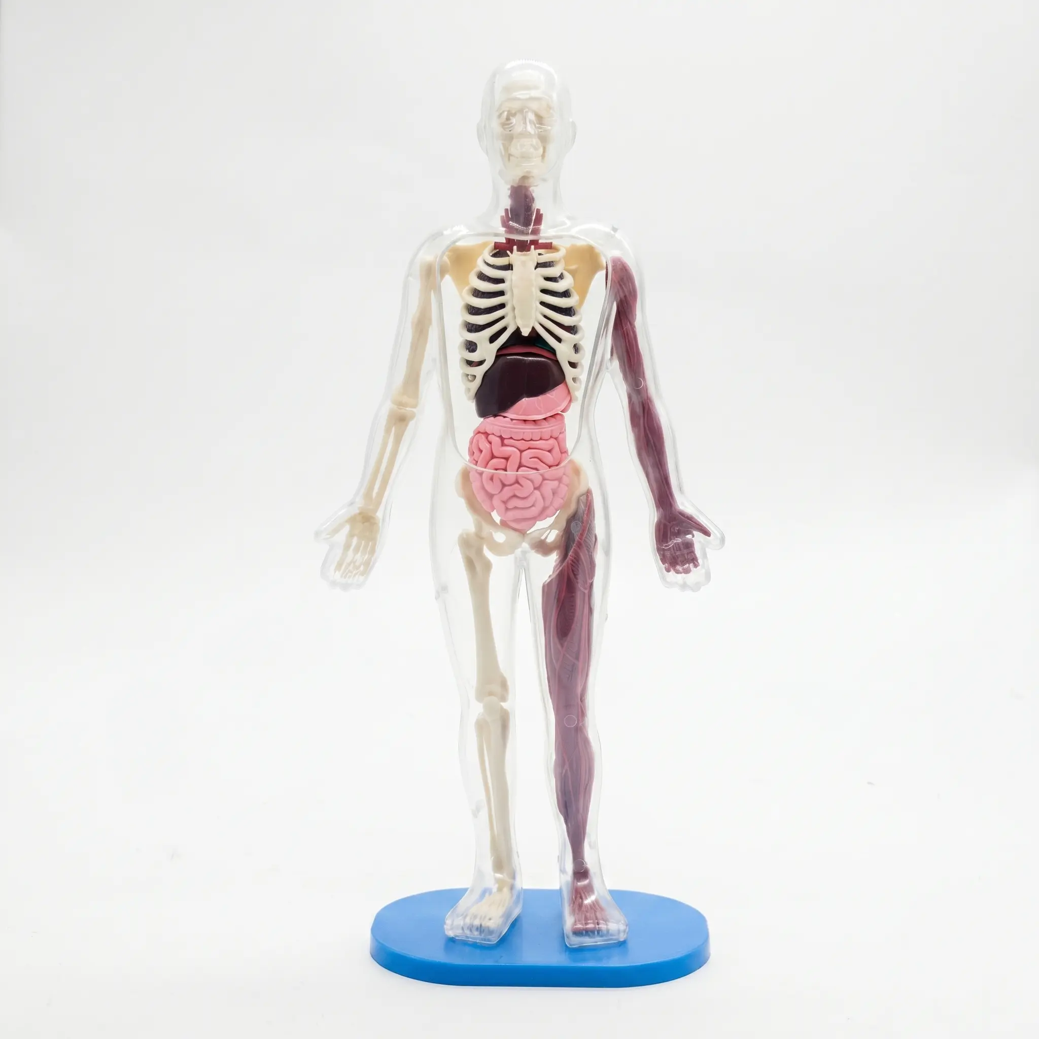 Transparent Human Anatomy Model Assembly Kit - Precision Detachable Skeleton & Organs - Desktop Science Display & Medical Education Tool - Art of Biology Collectible - 35 Pieces