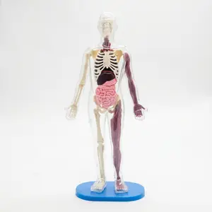 Transparent Human Anatomy Model Assembly Kit - Precision Detachable Skeleton & Organs - Desktop Science Display & Medical Education Tool - Art of Biology Collectible - 35 Pieces