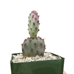 Purple Prickly Pear Cactus Live Plant- Purple Opuntia Cactus Plant - Rare Prickly Pear Cactus Well Rooted for Planting - 3 Inch Pot
