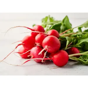 Cherry Belle - Organic Radish Seeds