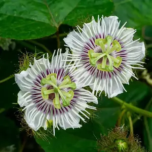 Lac Tien Passiflora incarnata Passionflower Seeds, 4 Pack x 60 Seeds, Easy Grow Perennial Flowers, Vining Form for Container & Balcony Garden Supplies