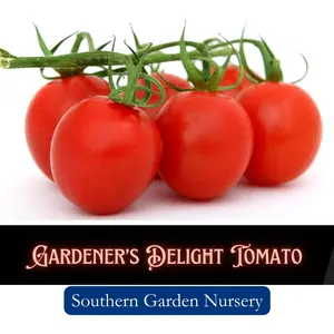 Gardener's Delight Cherry Tomato Seeds, Heirloom Salad Tomatoes for Home Gardens, Non-GMO Heirloom Variety Fresh Garden Seed for Home-Grown Tomatoes