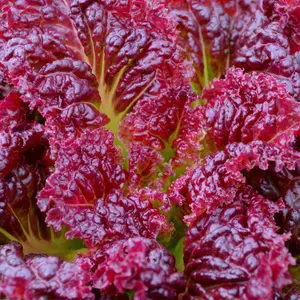 Heirloom Ruby Red Lettuce Seeds - Organic and Regenerative Gardening Seeds