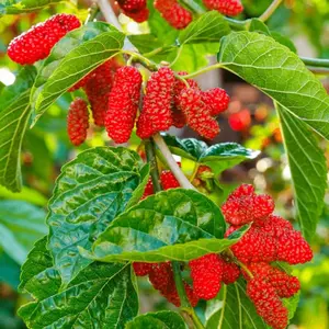Red Mulberry Plant Live for Planting, Mulberry Bush Live Plant for Outdoor Garden 4 to 6 Inch Tall