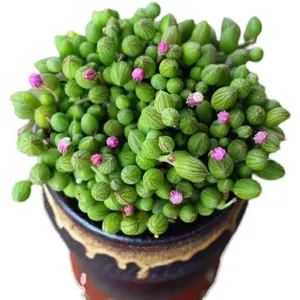 New chayote watermelon bead succulent bead string, delivered with soil and pot—exquisite decoration, suitable for balconies, rooms, kitchens, indoors and outdoors.