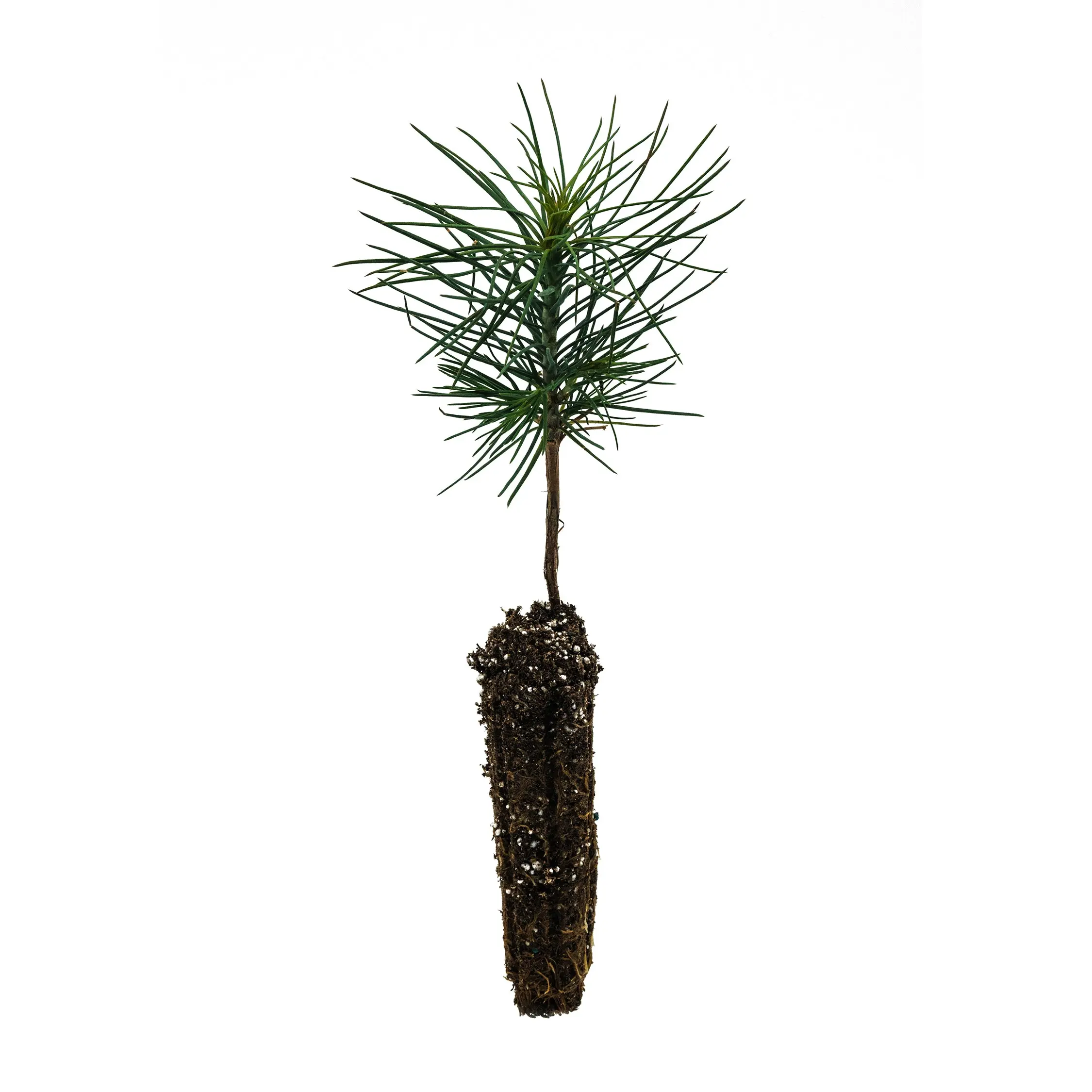 Jeffrey Pine | Small Tree Seedling
