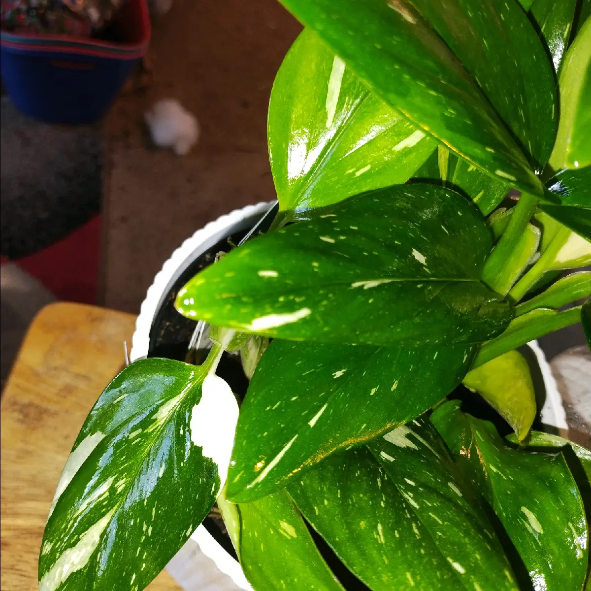 Monstera Cobra