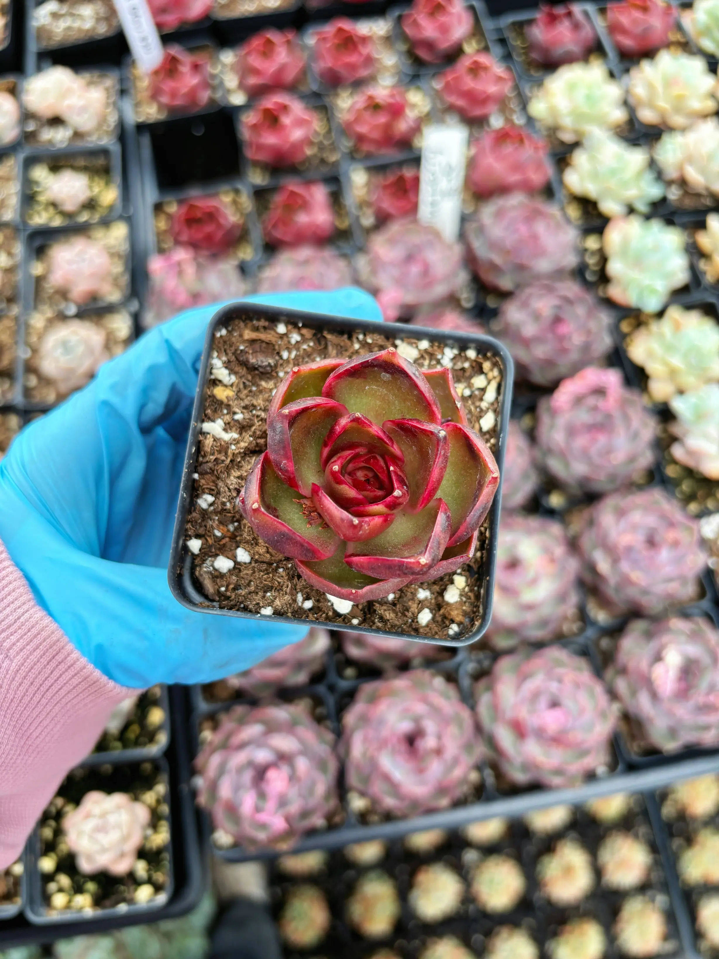 Echeveria 'Red Glow' - April Farm/Rare Succulents