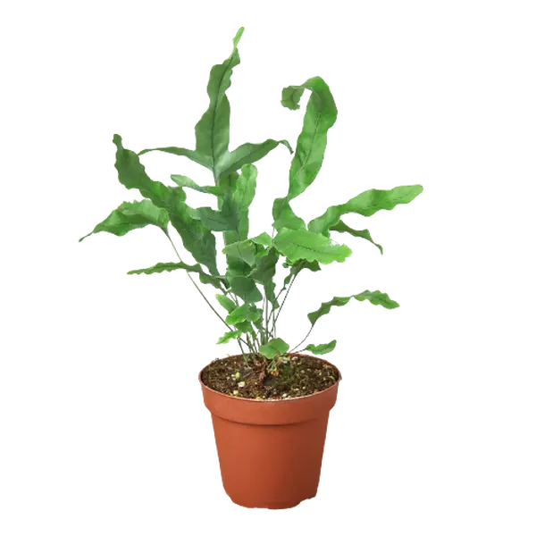 Fern 'Blue Star' - Galactic Greenery: Hardy, Unique Indoor Fern