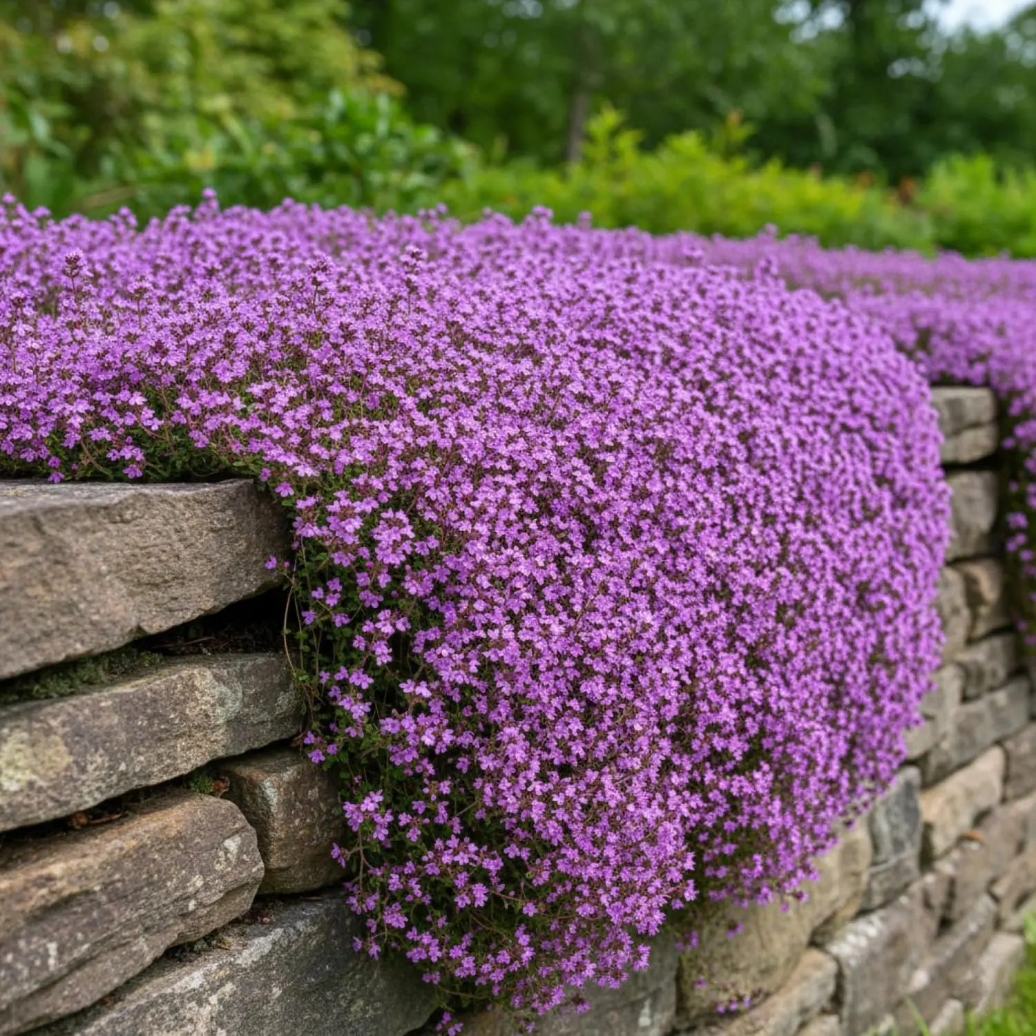 1000+pcs Creeping Thyme Seeds for Planting, Perennial Ground Cover Plants Flowers Seeds Fragrant Herb Seeds for Lawns & Paths Garden
