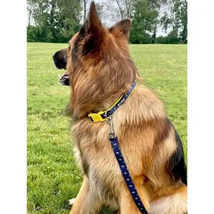 Flash Lightning Navy Blue & Yellow Fashion Dog Collar