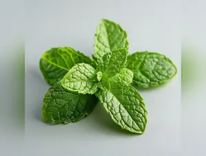 Extra Tough: Spearmint Sugar Free, 60 Pieces (162g) - Hard gum | Specific Shore Rigidity for Jaw Growth