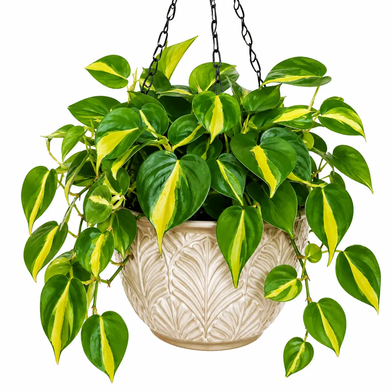 Lemon Jade Brasil Philodendron – Live Plant in 2 Inch Pot - Striking Variegated Foliage with Bold Yellow-Green Centers