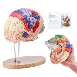【Summervibes】VEVOR Human Brain Model Anatomy, 2X Life-Size 4-Part Human Brain Anatomical Model with Labels & Display Base, Color-Coded Detachable Brain Model for Science Research Teaching Learning Study Display