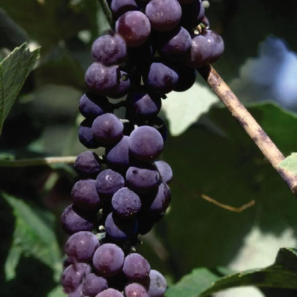 Canadice Grape Vine