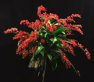 HWRA Lava Burst 'Puanami' AM/AOS orchid plant