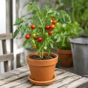 200 Count Cherry Tomato Seeds Mini Edible Veggie, Patio Balcony Planter, High Yield Full Sun Variety for Home Garden