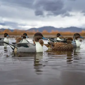 F1FF (Fully Flocked) Fully Flocked Pintail Floaters