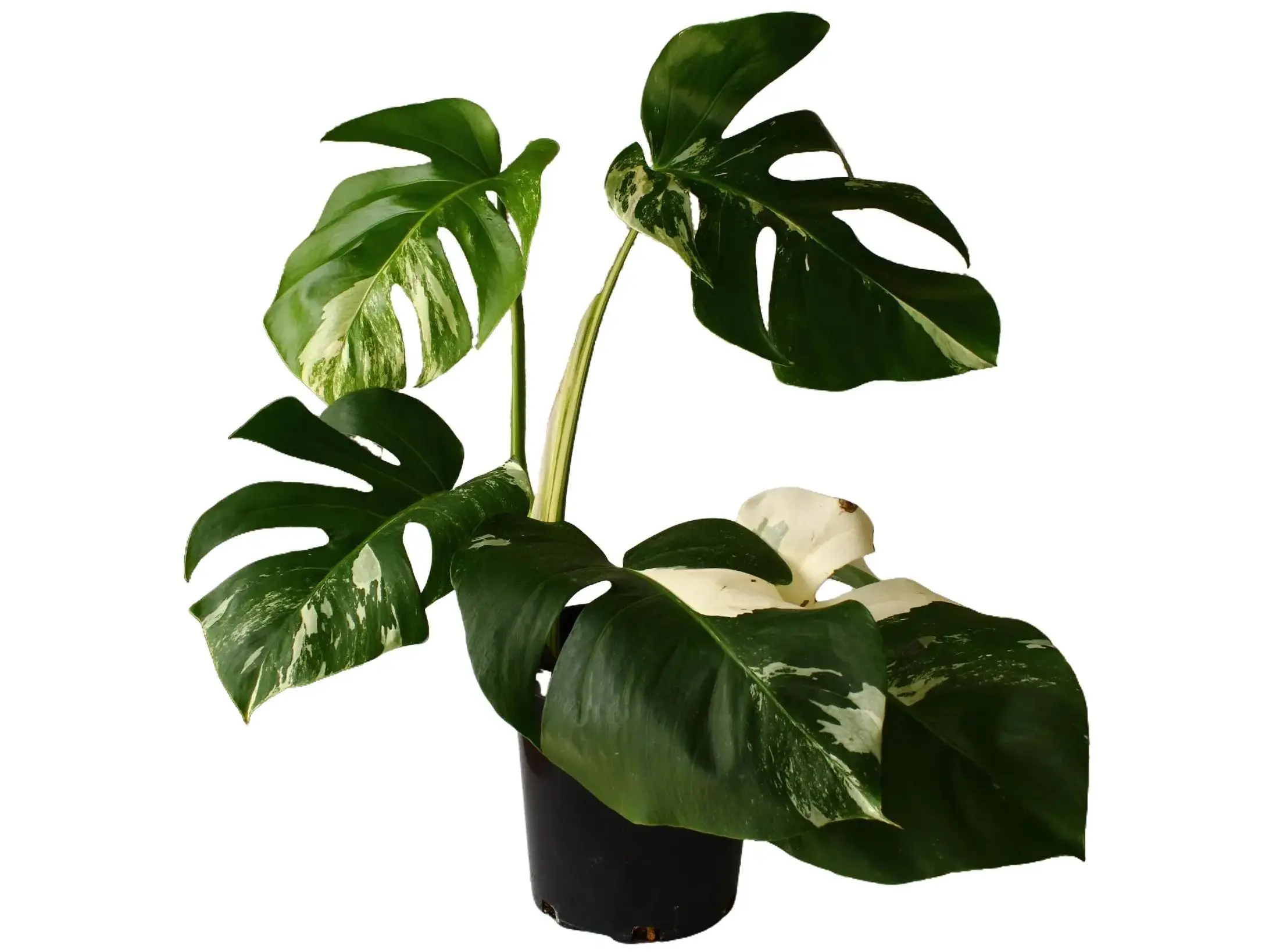 Monstera Albo 6” Potted Live Plant Houseplant - Monstera Deliciosa White Variegated