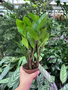 4" ZZ plant ' Zamioculcas zamiifolia', houseplant, live plant, indoor plant, easy to care plant