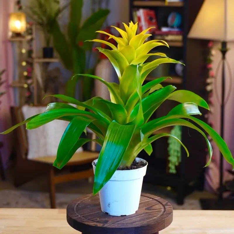 Bromeliad “Diane Yellow” - 4”
