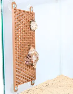 Hermit Crab Climbing Ladder