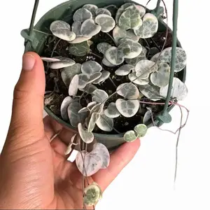 Variegated String of Hearts – Pink Trailing Succulent in 5” Pot | Rare Vine Plant with Heart-Shaped Leaves | TikTok Viral Plant