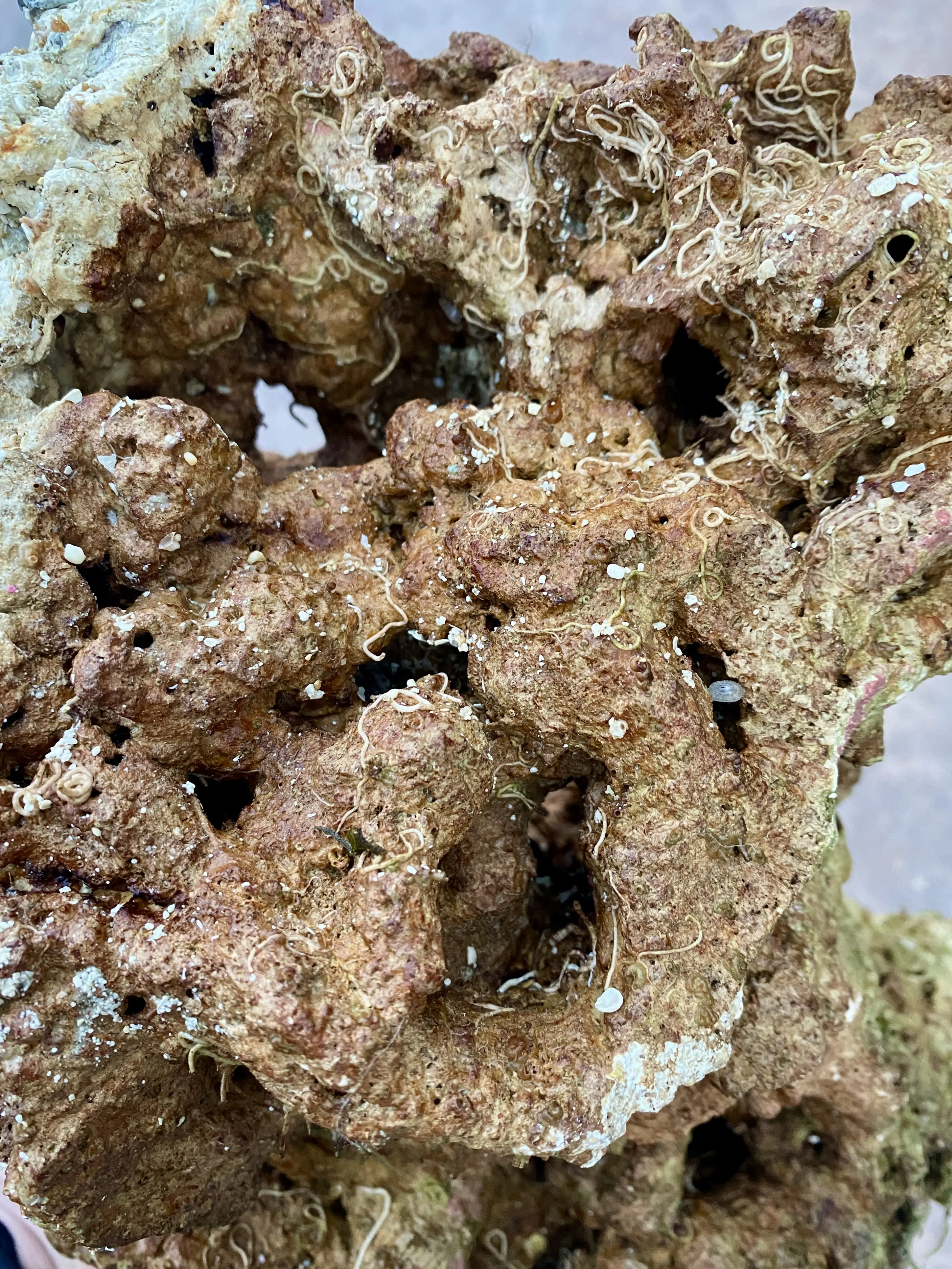 10 Lbs Fiji Premium Live ROCKS for Reef Tanks Aquarium RARE & LIMITED QUANTITY