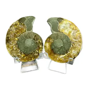 Polished Ammonite Fossil