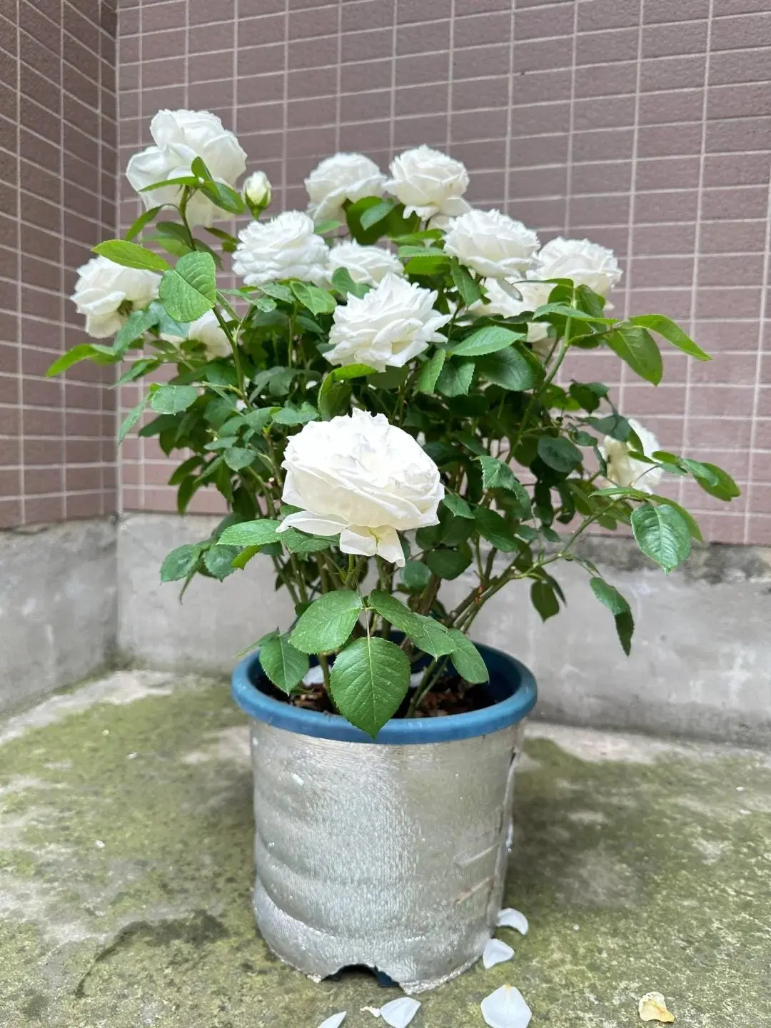White Rose Live Plant, Potted White Climbing Shrub Rose Bush, Fragrant Double White Flowers, Repeat Blooming, Balcony Patio Garden Ornamental Flower, Easy Care