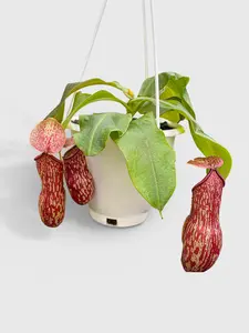 Nepenthes St. Gaya 'Carnivorous Pitcher Plant' Live Bug Insect Eater Plant in Vase Shaped for Terrarium
