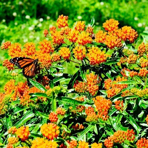 Butterfly Tuberosa Milkweed Seeds - Food and Host Plant for Monarch Butterflies - 200 Seeds