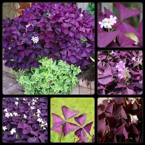 Pack of 20 Outstanding Purple Shamrock Oxalis Triangularis Bulbs