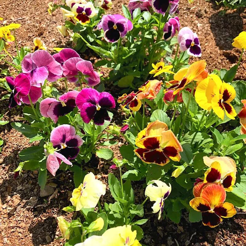 Swiss Giants Pansy ‘Mixed Colors’ (Viola × wittrockiana) – Large, velvety blooms in a wide range of striking colors, cold-hardy and perfect for cool-season gardens.