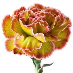 Carnation Painted Hortensia - 40 Stem Bunch