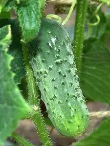 100 Boston Pickling Cucumber Seeds for Planting of Seeds Garden