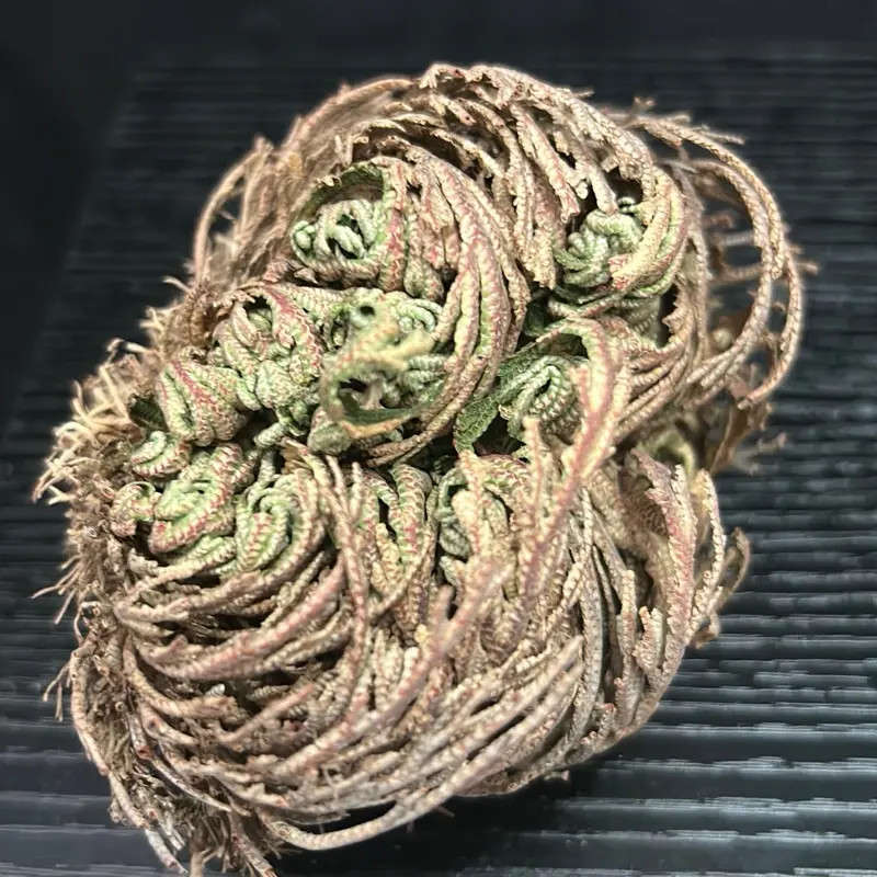 Rose of Jericho Workbook for Spiritual Religious Practices,  Personal Growth Change Guidance