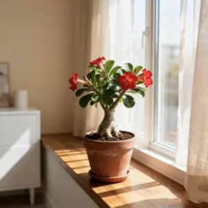 Desert Rose Live Plant Adenium Low Maintenance Indoor Houseplant & Outdoor Flowering Plant for Sunlit Spaces