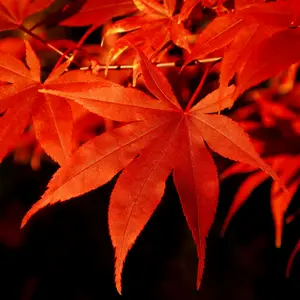 Japanese Maple Seeds (Acer palmatum) – Cultivate Stunning Foliage and Elegant Bonsai Trees