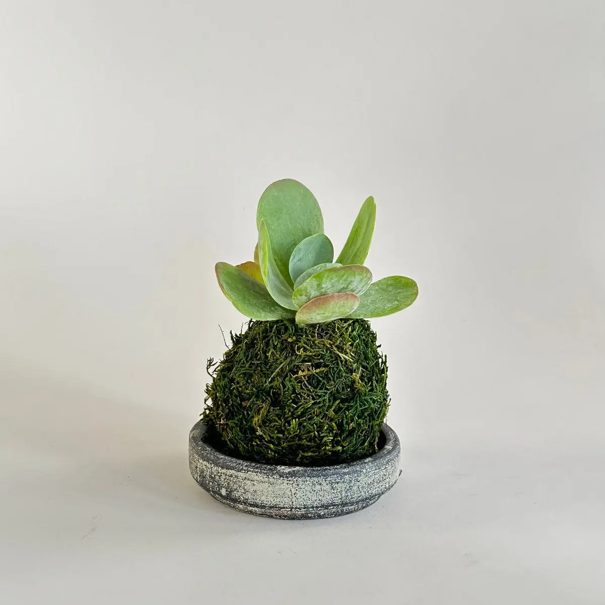 Kalanchoe Flap Jack Kokedama