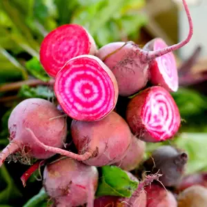 Chioggia Beet (Beta vulgaris 'Chioggia') Organic Seeds – Sweet Tender Roots, Candy Stripe Interior, Heirloom Italian Beet