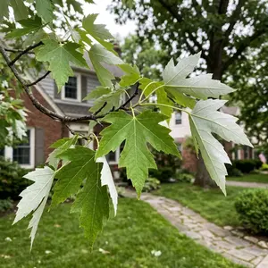 50 Silver Maple Seeds for Planting - Variety for Home Gardening