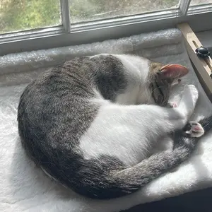 Cat Window Perch with Cushion Bed – Sturdy Wood & Metal Frame Hammock for Large Cats, Adjustable Sill Seat