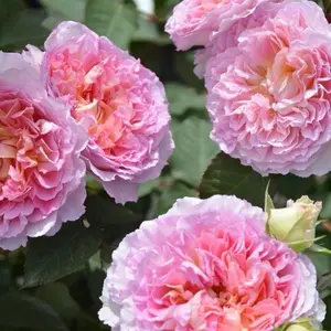 Rose【Träumerei｜トロイメライ】- 1 -1.5 Gallon OwnRoot Live Plant｜New Variety- 2020｜| Heat Resistant| Strong Growth| Rich in color| Easy to Grow|  |Bare Root| Rosa| popular|  Exquisite |Trendy| Gift| バラ|