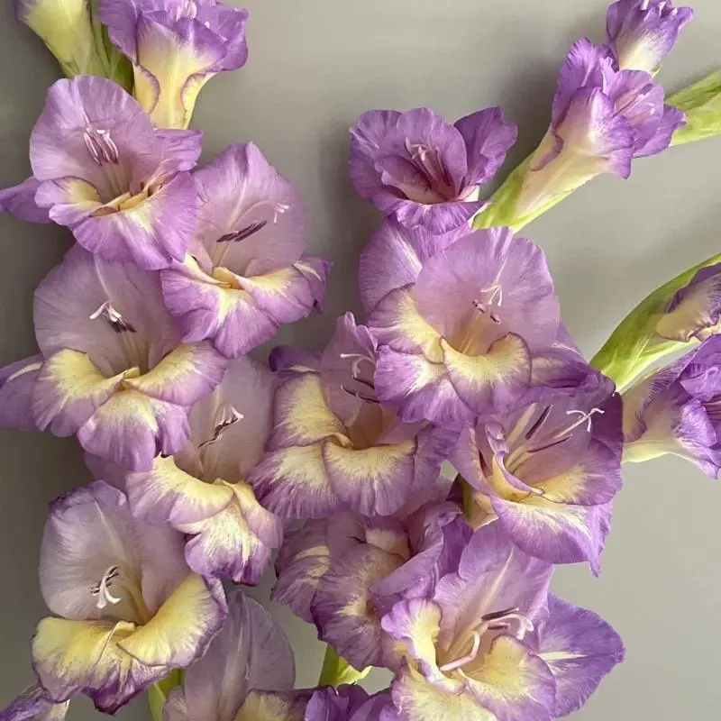 Purple Yellow Bi-Color Gladiolus Bulbs, Bare Root Sword Lily Corms, Perennial Cut Flower Bulbs for Garden Planting & Indoor Vase Arrangement, Easy to Grow Hardy Outdoor Flowers