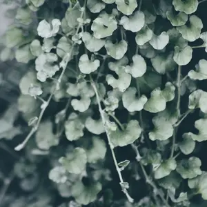 Dichondra Silver Falls | Two Live Plants | Non-GMO | Cascading, Silver Foliage, Heat Drought Tolerant